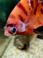 Betta Halfmoon Nemo Koi Galaxy