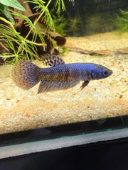Femelle Alien blue