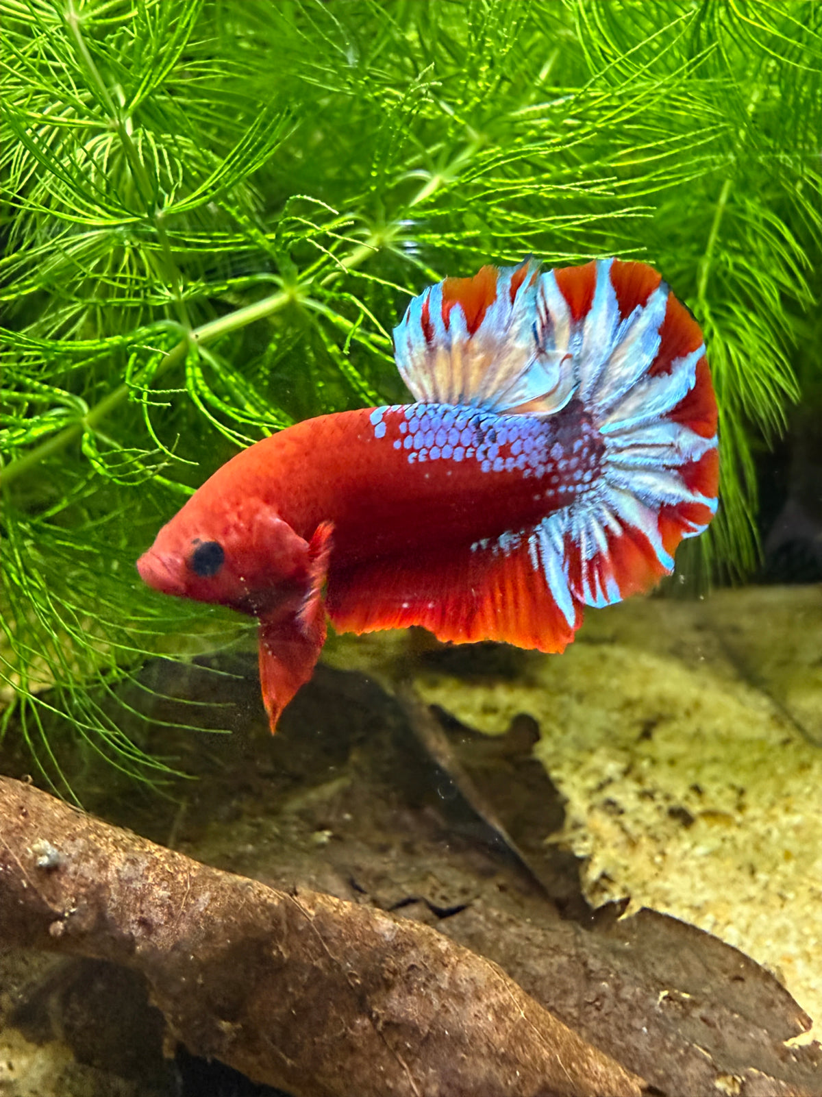 Betta Plakat Red Hellboy