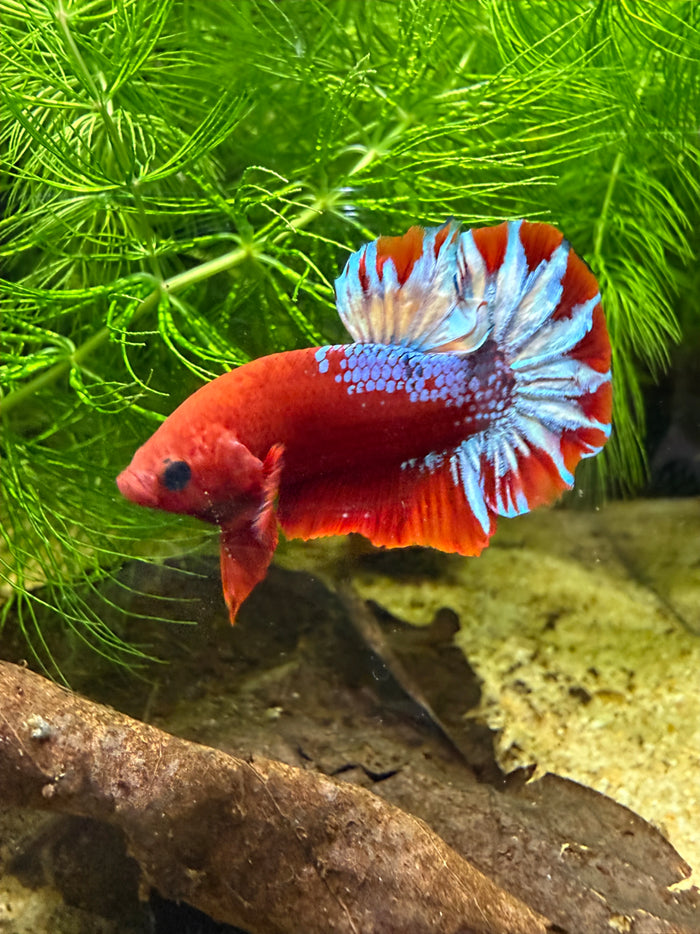 Betta Plakat Red Hellboy