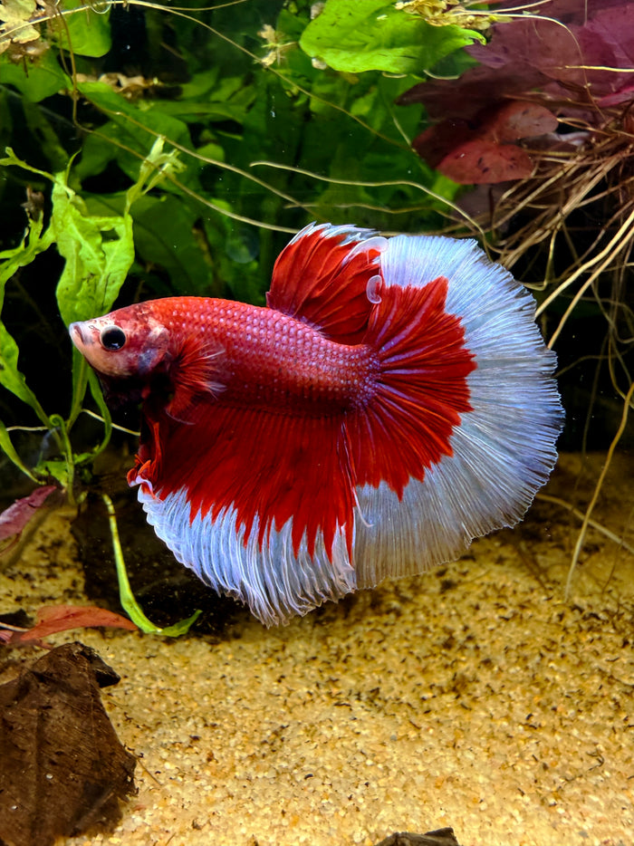 Betta Halfmoon Red Butterfly