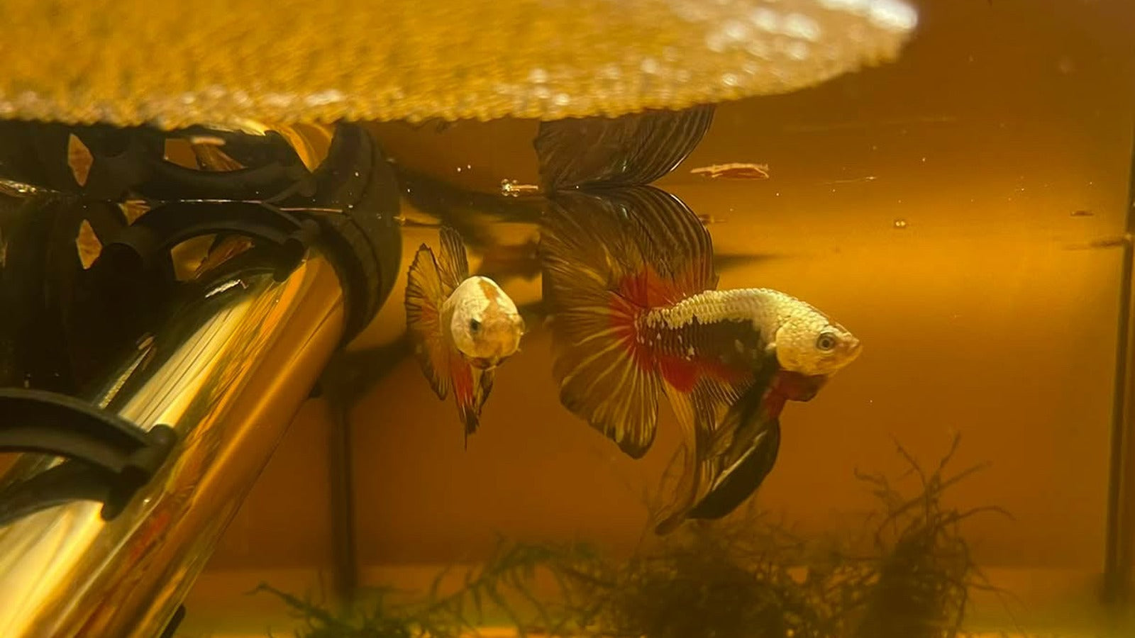 Élevage Betta - photo 3