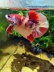 Betta Plakat Nemo Galaxy