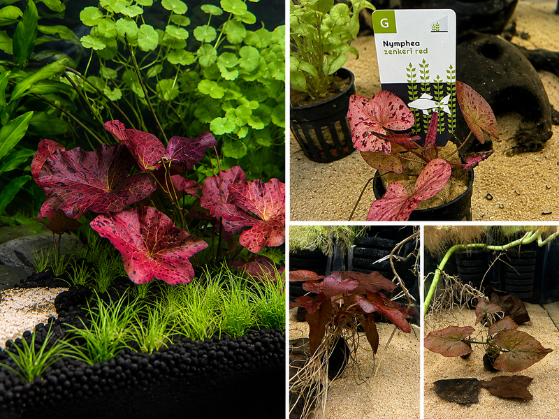 Nymphaea zenkeri Red – Lotus tigré rouge