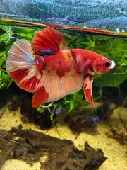Betta Plakat Nemo Galaxy