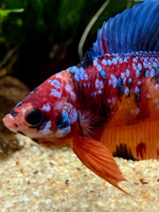 Betta Plakat Double Tail Nemo Galaxy
