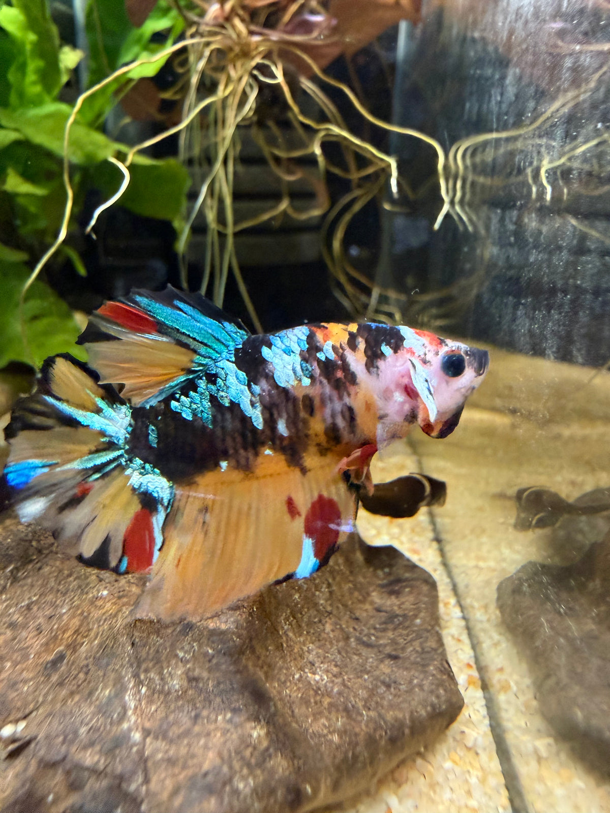 Betta Yellow galaxy - Picasso