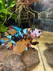 Betta Yellow galaxy - Picasso