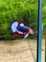 Betta Plakat Patriote