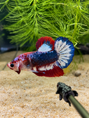 Betta Plakat Patriote