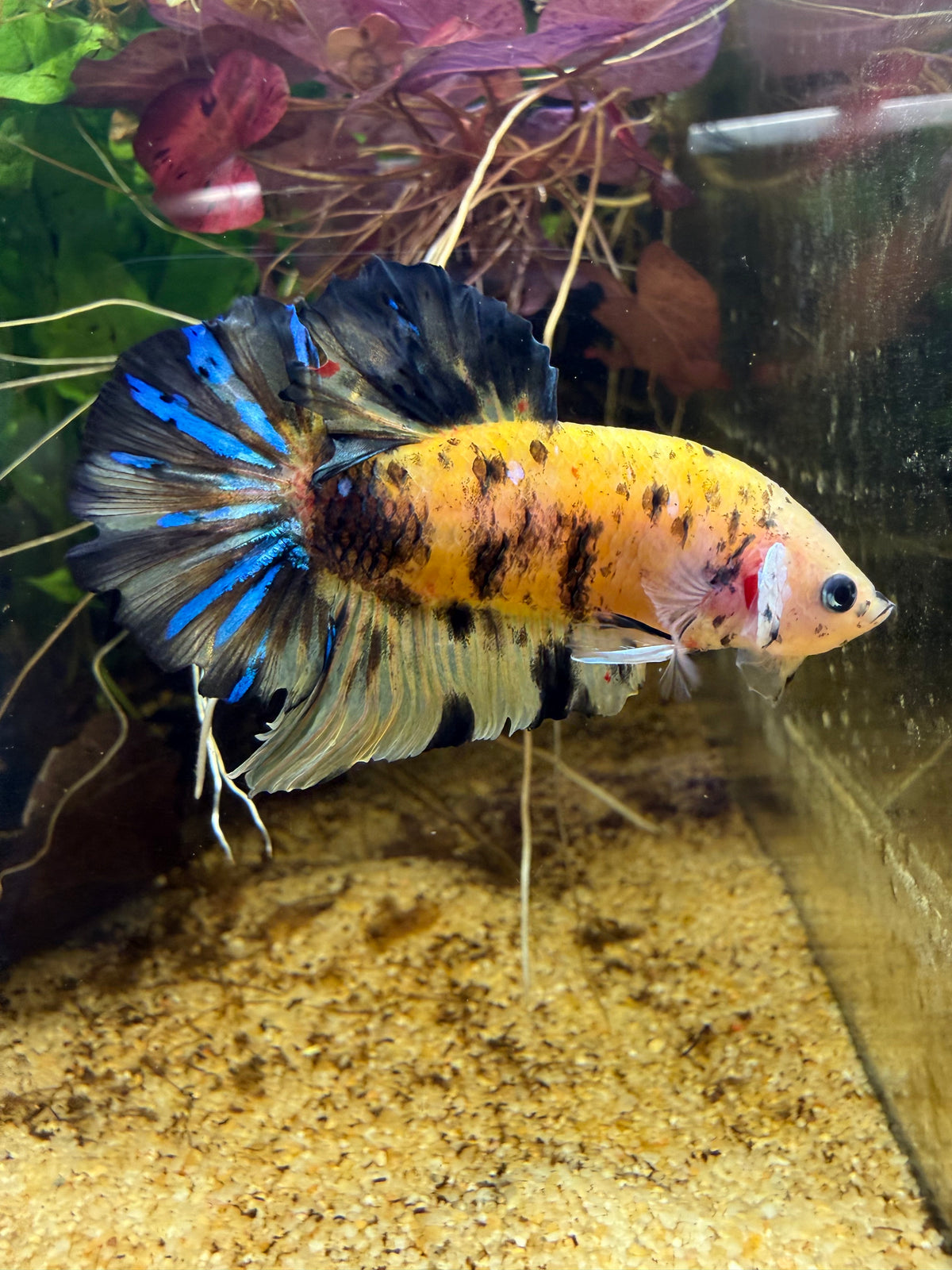 Betta Plakat Yellow Galaxy
