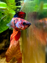 Betta Halfmoon Nemo Galaxy