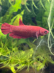 Femelle plakat super red