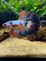 Betta Halfmoon Fancy nemo