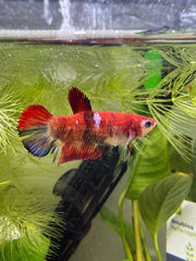 Sororité betta femelle
