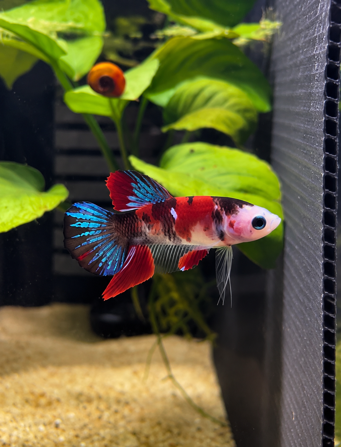 Betta Plakat Red Koi Galaxy