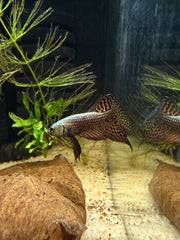 Betta Alien Cooper **