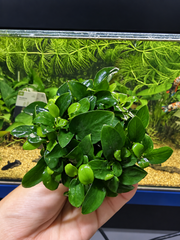 Anubias nana ‘Petite’ – Plante épiphyte d’aquarium