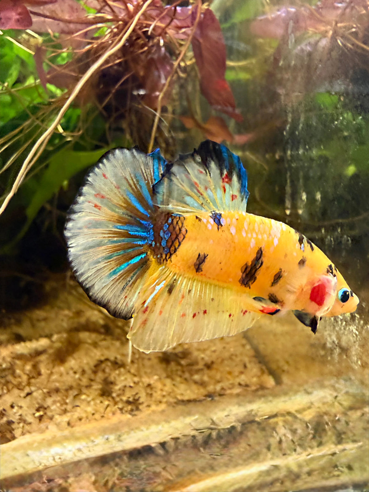 Betta Plakat Yellow Galaxy