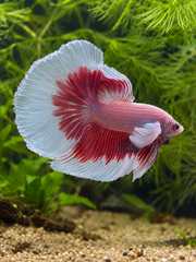 Betta Halfmoon Dumbo Pink Butterfly