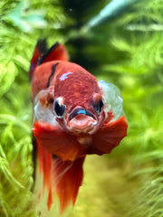Betta Halfmoon red koi galaxy