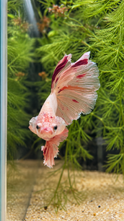 Betta Halfmoon Vanda
