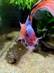 Betta Halfmoon Nemo Candy Koi