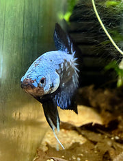 Betta Plakat Samouraï blue *