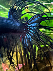Betta Crowntail Black Orchid