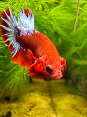 Betta Plakat Red Hellboy