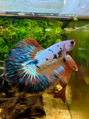 Betta Halfmoon Fancy nemo