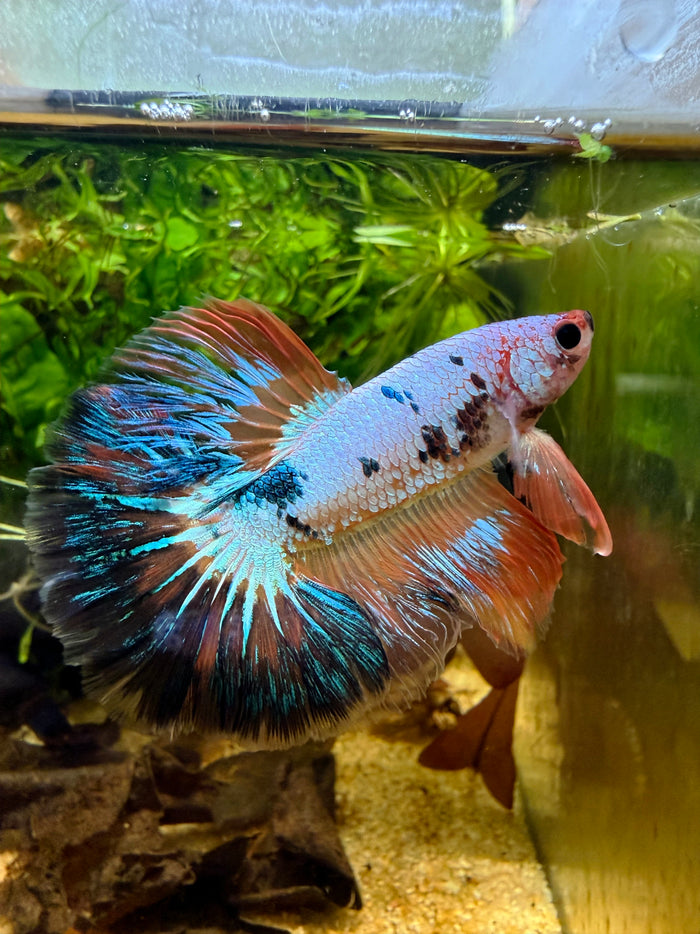 Betta Halfmoon Fancy nemo