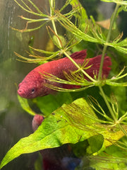 Femelle plakat super red