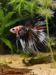Betta Crowntail Nemo Cooper