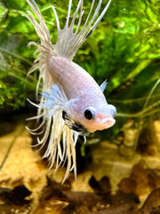 Betta Crowntail White