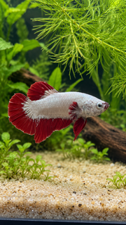 Betta Plakat Dragon Red