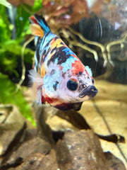 Betta Yellow galaxy - Picasso