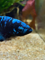 Betta Plakat Avatar