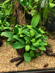 Anubias nana ‘Petite’ – Plante épiphyte d’aquarium