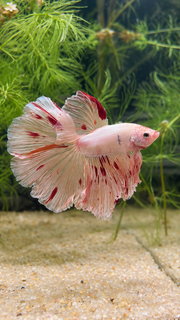 Betta Halfmoon Vanda