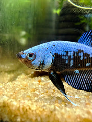Betta Plakat Samouraï blue *