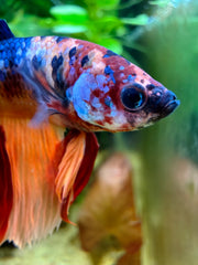 Betta Halfmoon Nemo Galaxy