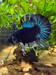 Betta Plakat Avatar