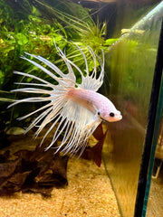 Betta Crowntail White