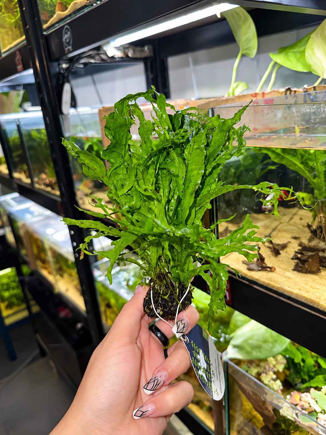 Microsorium species sur pierre de lave