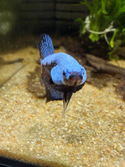 Betta Plakat Samouraï blue**