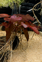 Nymphaea zenkeri Red – Lotus tigré rouge