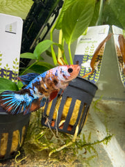 Sororité betta femelle
