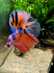 Betta Halfmoon Nemo Candy Koi