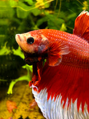 Betta Halfmoon Red Butterfly